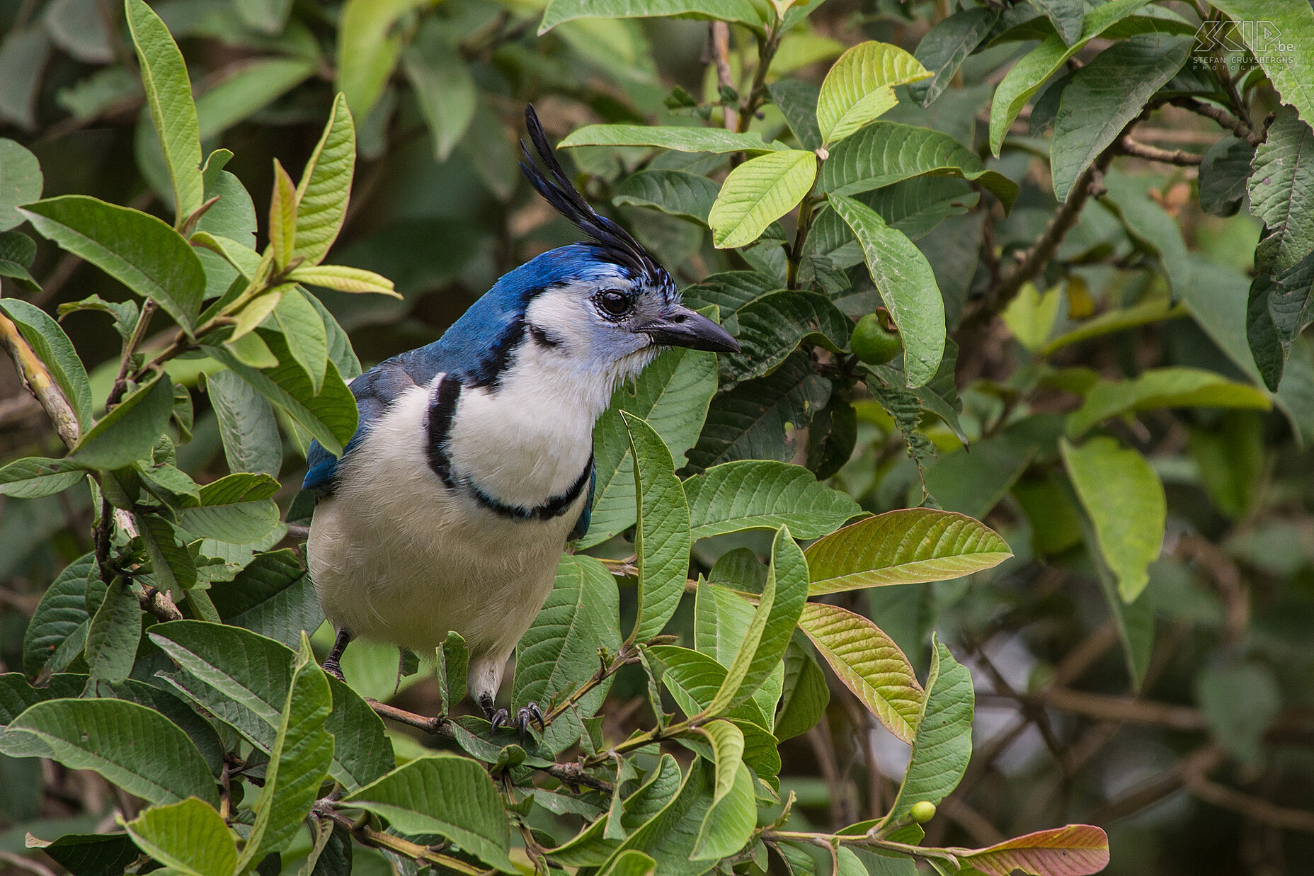 Arenal - White-throated magpie-jay (calocitta formosa) Stefan Cruysberghs